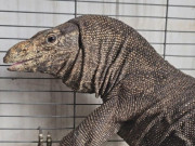 Clip Eva - Kỳ đà 7kg bò vào nhà, người dân dùng võng bắt