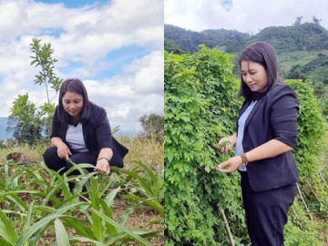 Chị nông dân lãi 5 tỷ đồng/năm nhờ trồng cây dại ngọt như mì chính
