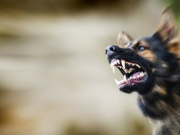 Bé 7 tuổi tử vong sau một tháng bị chó cắn