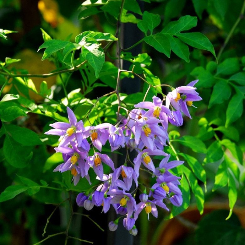 Loài hoa này nở quanh năm cả nghìn bông một lúc, thơm nhẹ nhàng, cực dễ trồng lại ít sâu bệnh - 5