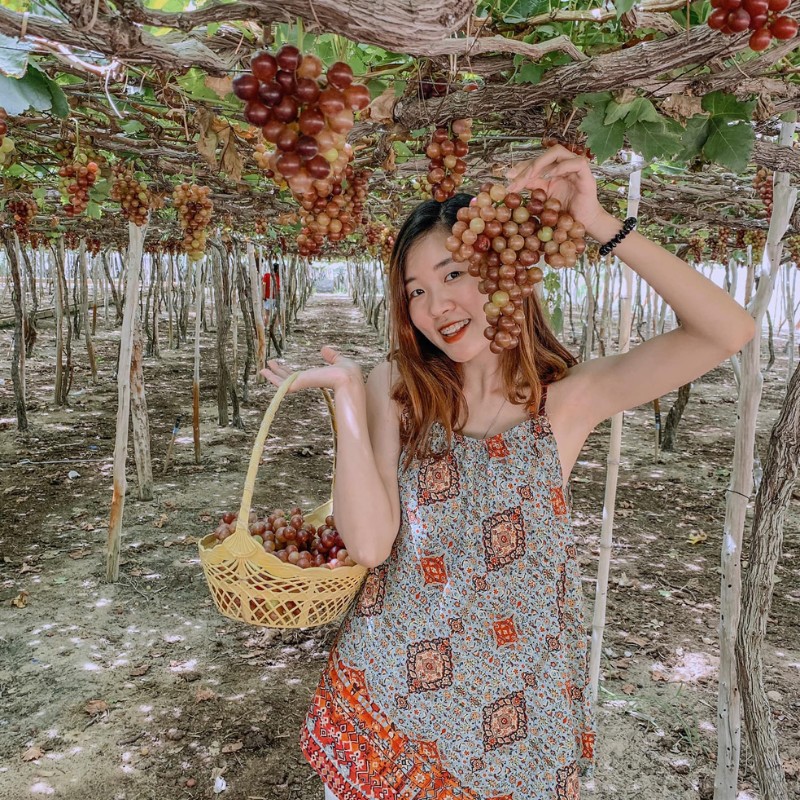 Nếu có dịp du lịch Ninh Thuận, hãy ghé ngay các khu vườn đầy những trái nho màu sắc này nhé! (Ảnh: Hany Yen)
