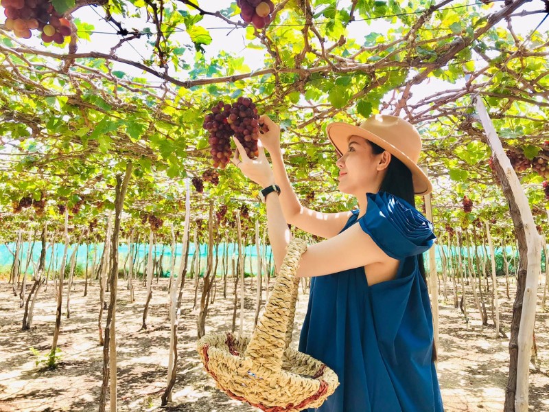 Ở Ninh Thuận, các vườn nho chủ yếu được trồng và thu hoạch quanh năm. Điều này cũng tạo điều kiện vô cùng thuận lợi cho ngành du lịch đang ngày càng phát triển ở Ninh Thuận. (Ảnh: Minh Thắng)
