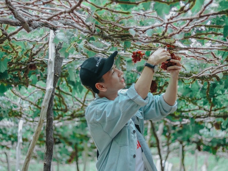 Không chỉ đi tham quan, bạn còn được ăn thử tất cả các giống nho có ở trong vườn. (Ảnh: Thinh Lee)
