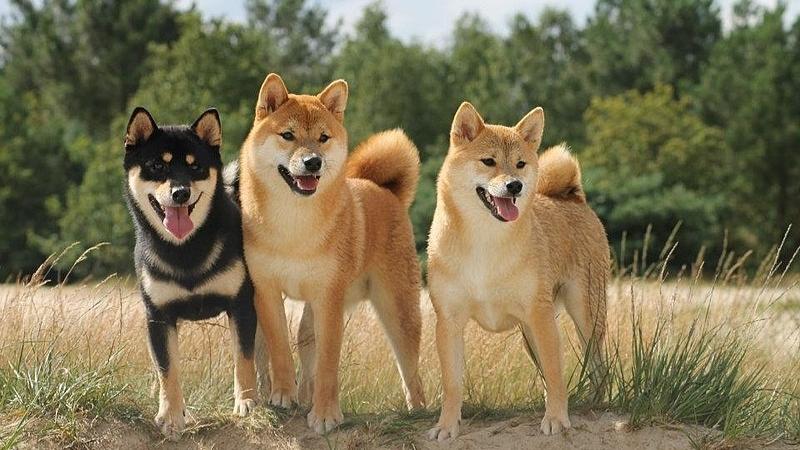 Thích nuôi thú cưng mà sợ ồn ào, đây là 6 giống chó siêu dễ thương, phù ...