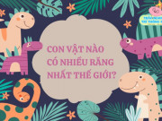 Nuôi con IQ EQ - Câu đố 9/10 người dễ trả lời sai: Con vật nào có nhiều răng nhất thế giới?