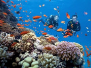 Lifestyle - Những điểm lặn biển ngắm san hô dọc Việt Nam