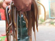 Tiêu dùng - Đặc sản có tên vô cùng lạ, xưa không ai biết đến giờ làm thành món ăn có hương vị đặc biệt, 180.000 đồng/kg