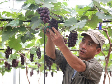 Học lỏm bí quyết khi đi XKLĐ, anh nông dân trồng loại quả thu nhập khủng