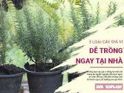 Clip Eva - 3 loại cây gia vị mọi gia đình nên trồng: Nâng tầm món ăn và làm đẹp cho không gian