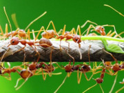 Lifestyle - Đặc sản vô cùng lạ ở Tây Nguyên, nghe tên sợ khiếp vía nhưng hương vị hấp dẫn bao người mê, nổi tiếng khắp nơi