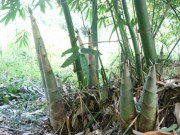 Tiêu dùng - Nghề lạ ở Việt Nam: Lão nông lãi tiền tỷ nhờ mang cây dại về trồng, thu hoạch quanh năm, giàu lên nhanh chóng