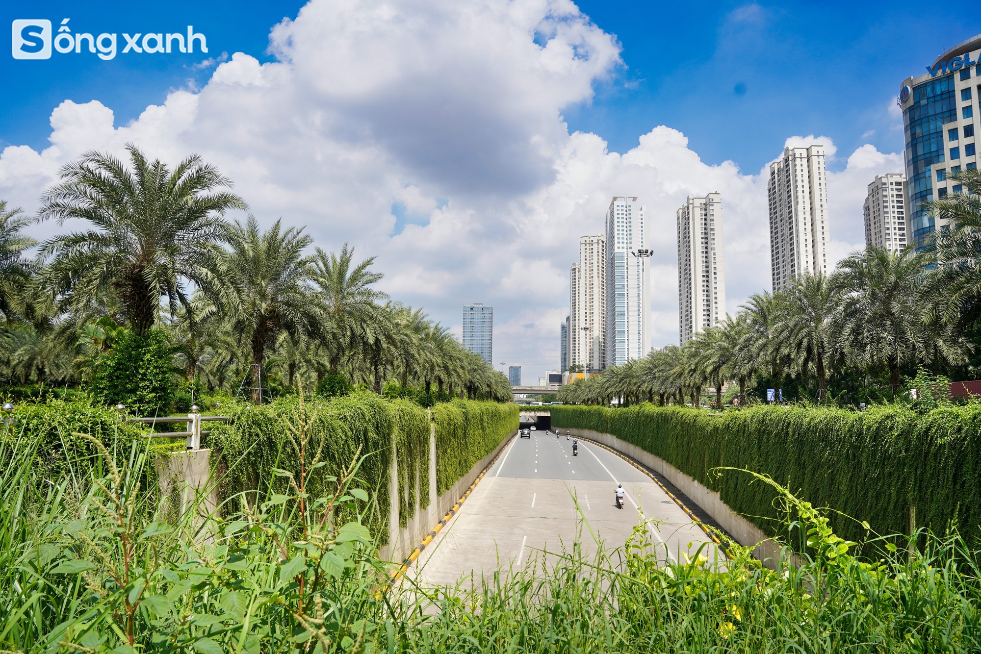 Ngắm amp;#34;cánh rừngamp;#34; xanh bạt ngàn trên Đại lộ 7.500 tỷ đồng rộng tới 16 làn xe, dài và đẹp bậc nhất Việt Nam - 6