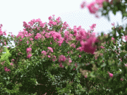 Clip Eva - Vườn hoa tường vi 120 cây ở Hà Nội bung nở đầu mùa, khung cảnh đẹp như cổ tích