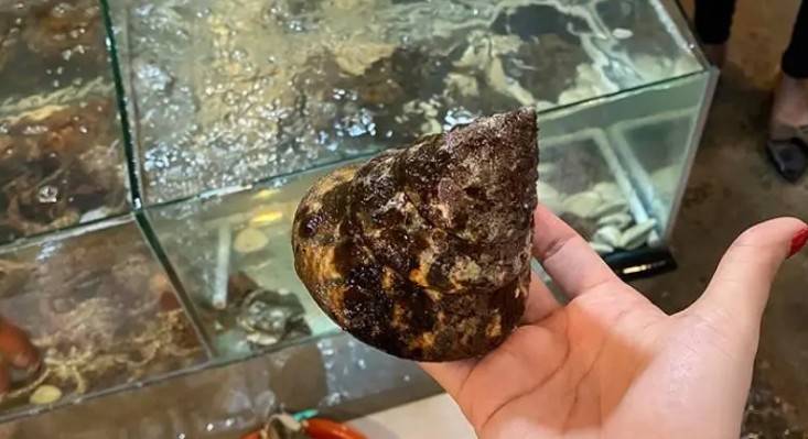 Những năm gần đây, ốc vú nàng được bán tại nhiều cửa hàng hải sản với giá khoảng 100.000 đồng/kg