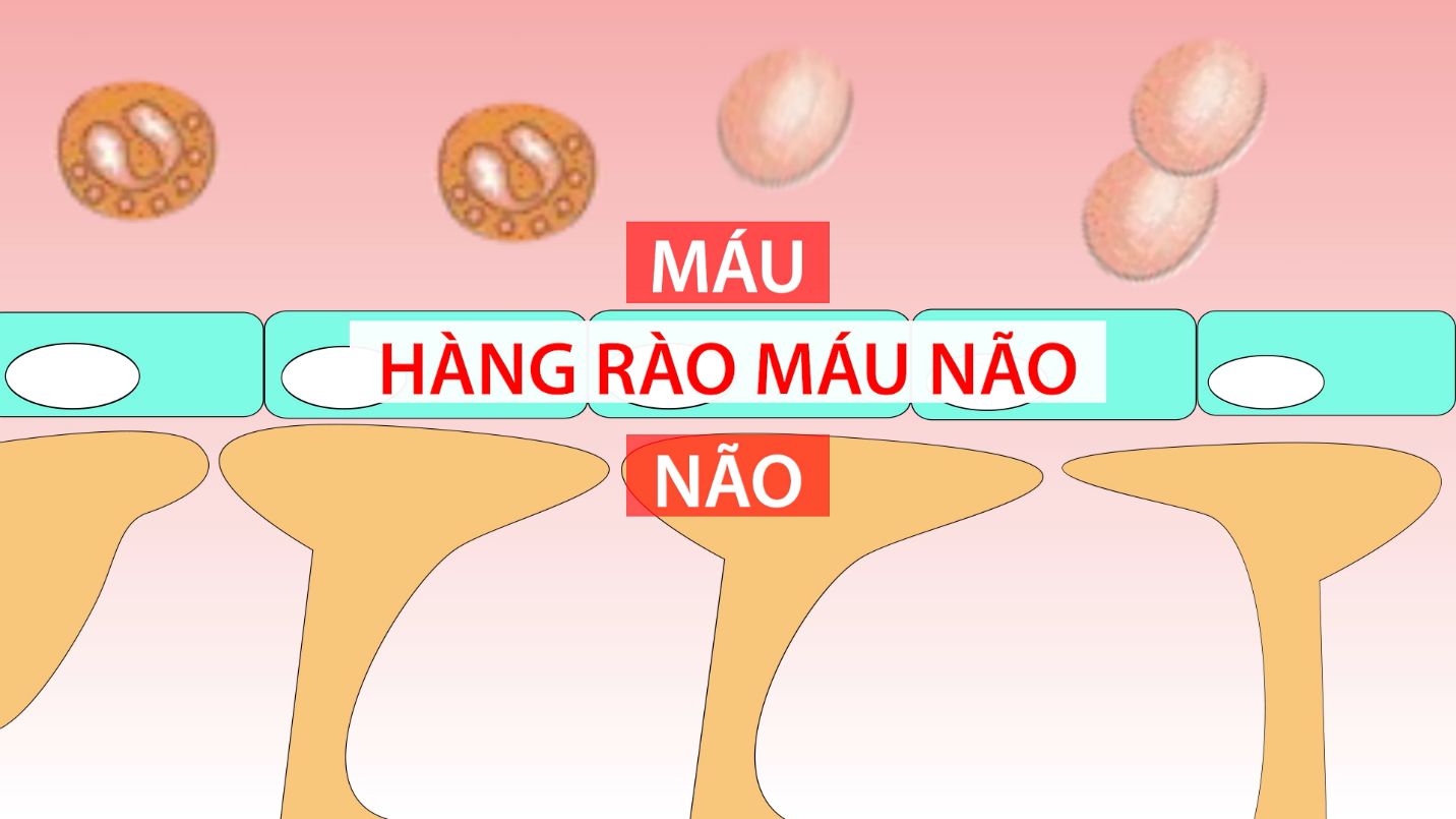 Hàng rào máu não trong não bộ con người có khả năng ngăn sự di chuyển của glutamate sẵn có trong máu đi vào não.