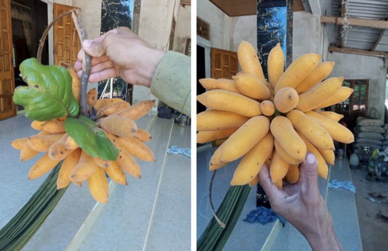 Khi được đăng lên chợ mạng, có người còn đoán đây là giống chuối lạ nào đó 