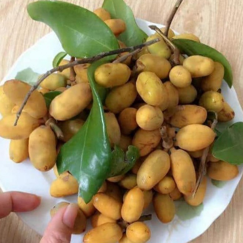 Quả dủ dẻ giờ thành đặc sản lạ được người dân thành phố ưa chuộng, tìm mua mỗi khi đến mùa