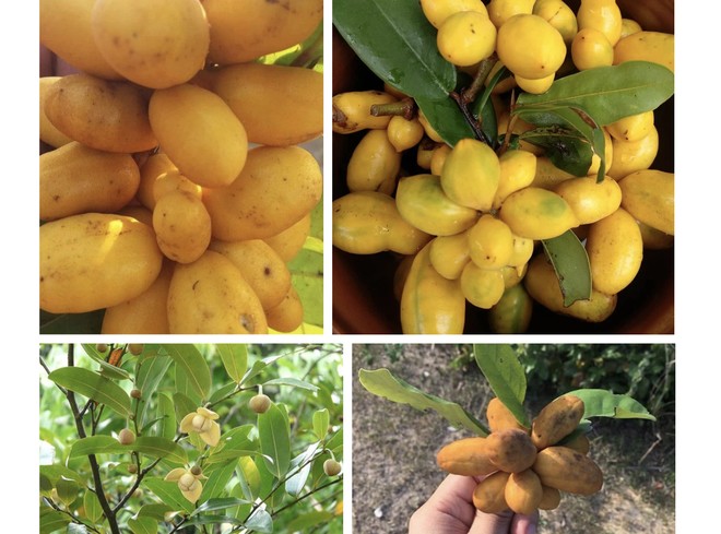 Từng chùm quả có màu vàng ươm, tỏa ra mùi thơm khiến ai nghe thấy cũng tò mò muốn một lần được ăn thử