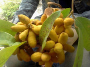 Lifestyle - Loại quả xưa rụng đầy không ai biết đến, giờ thành đặc sản mùa hè có vị chua ngọt hấp dẫn, ít người được thưởng thức