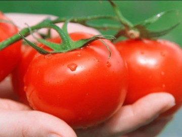 Mua cà chua, người nông dân đếm số lá ở sát cuống để chọn, giờ tôi đã hiểu vì sao
