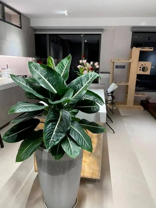 Căn hộ được tô điểm bằng chậu cây xanh và hoa tươi.