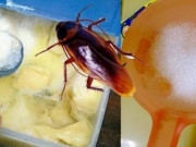 Nhà đẹp - Một tuần sau khi áp dụng cách này, gián, kiến và muỗi không còn xuất hiện trong nhà tôi nữa