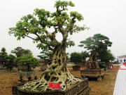 Tin tức - Loại cây lạ được tạo thành bonsai dáng độc đáo, trưng vừa đẹp vừa hợp phong thủy, có cây giá 2 tỷ đồng