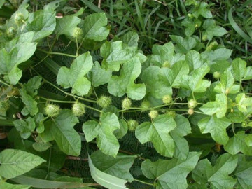 Cây dại mọc bờ bụi sủi bọt như xà phòng nhưng ăn rất ngon, thành đặc sản nổi tiếng ai cũng mê, 60.000 đồng/kg