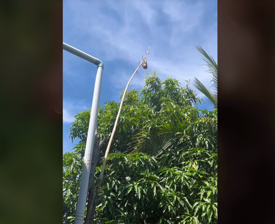 Người sành ăn sẽ cảm nhận được sự khác biệt trong hương vị món bò tái được tạo nên bởi mỗi loại kiến. Ảnh: @bep_nho_mymy
