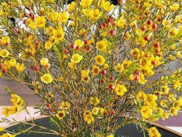 Cây hoa này cắm trên bàn thờ mang lại an lành và may mắn