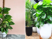 Nhà đẹp - Cây trầu bà leo cột hợp với mệnh gì? Cách trồng cây trầu bà leo cột