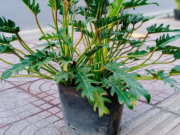 Nhà đẹp - Đây mới là vị trí mà bạn nên đặt chậu cây trầu bà chân vịt giúp mang lại may mắn tài lộc cho người mệnh Mộc và Thủy