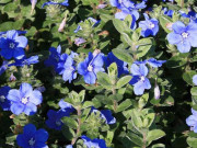 Nhà đẹp - Top những loại hoa ngắn ngày đẹp rực rỡ dễ trồng trong vườn nhà bạn