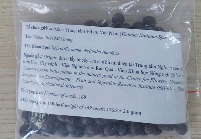 Hạt sen được Amanda Nguyễn mang theo trong chuyến bay. Ảnh: VNSC