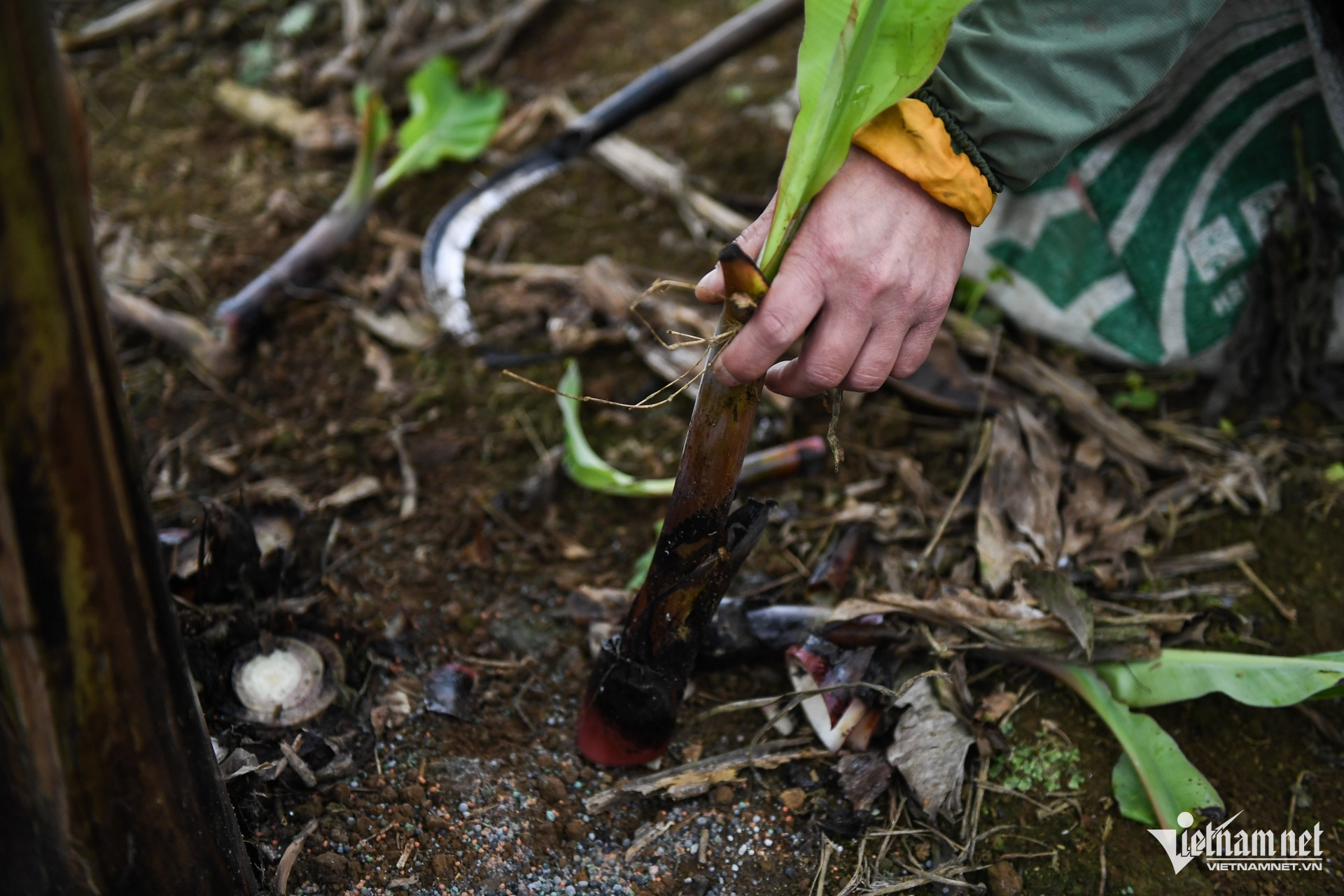 Nông dân bán chuối lãi 300 triệu đồng/năm, chuyện khó tin ở Nậm Chảy - 2