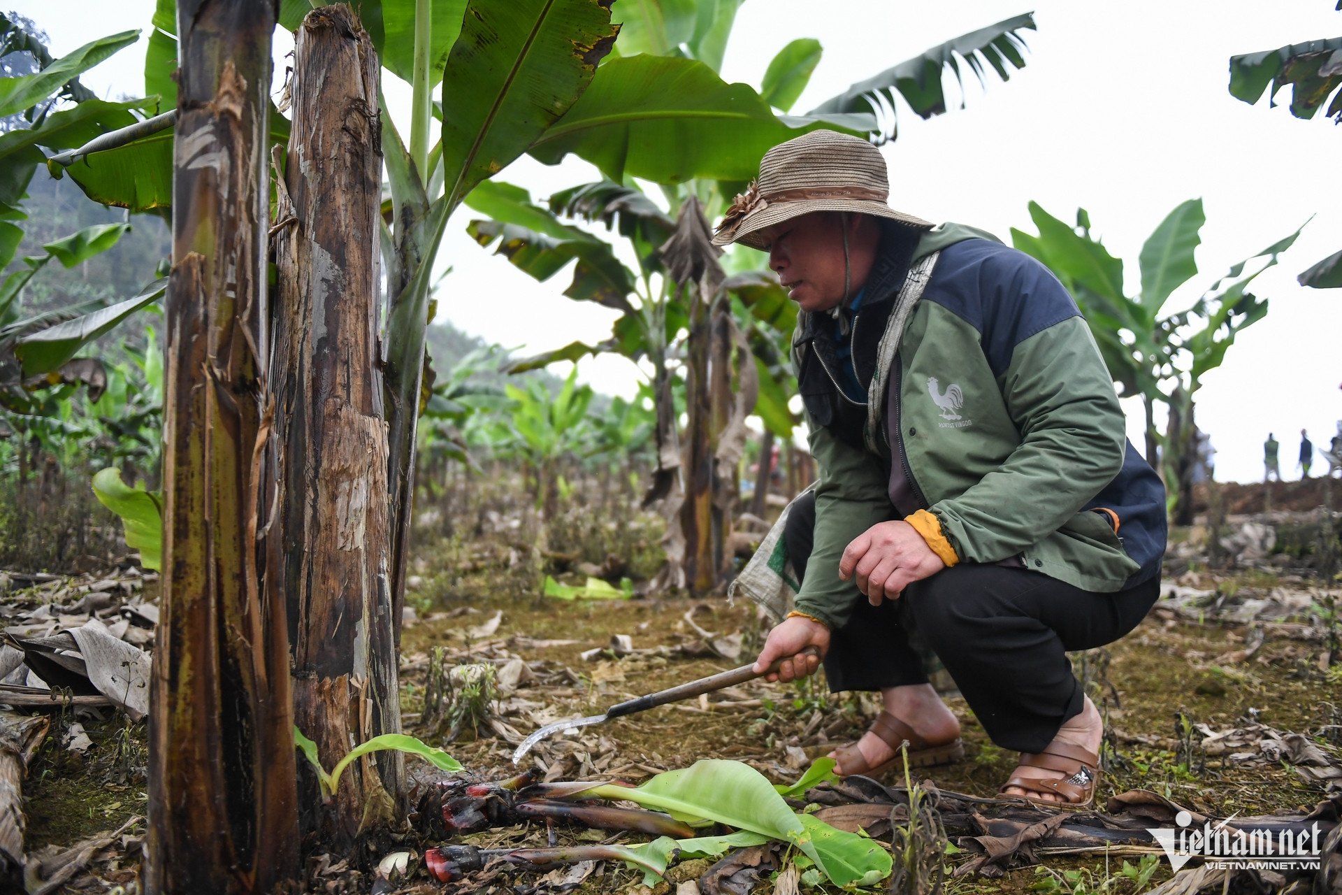 Nông dân bán chuối lãi 300 triệu đồng/năm, chuyện khó tin ở Nậm Chảy - 3