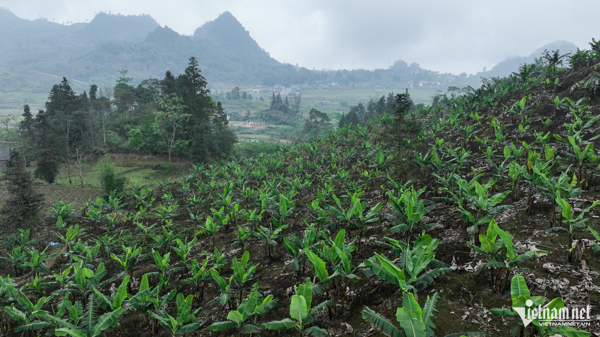 Nông dân bán chuối lãi 300 triệu đồng/năm, chuyện khó tin ở Nậm Chảy - 5