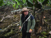 Tin tức - Nông dân bán chuối lãi 300 triệu đồng/năm, chuyện khó tin ở Nậm Chảy