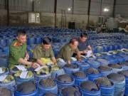 Tin tức - Bắt 4 chủ cơ sở sản xuất 3.500 tấn giá đỗ ngâm hóa chất