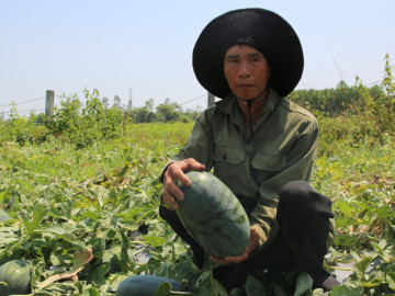 Dưa hấu Quảng Nam rớt giá, hai cân dưa giờ không đổi nổi một bó rau