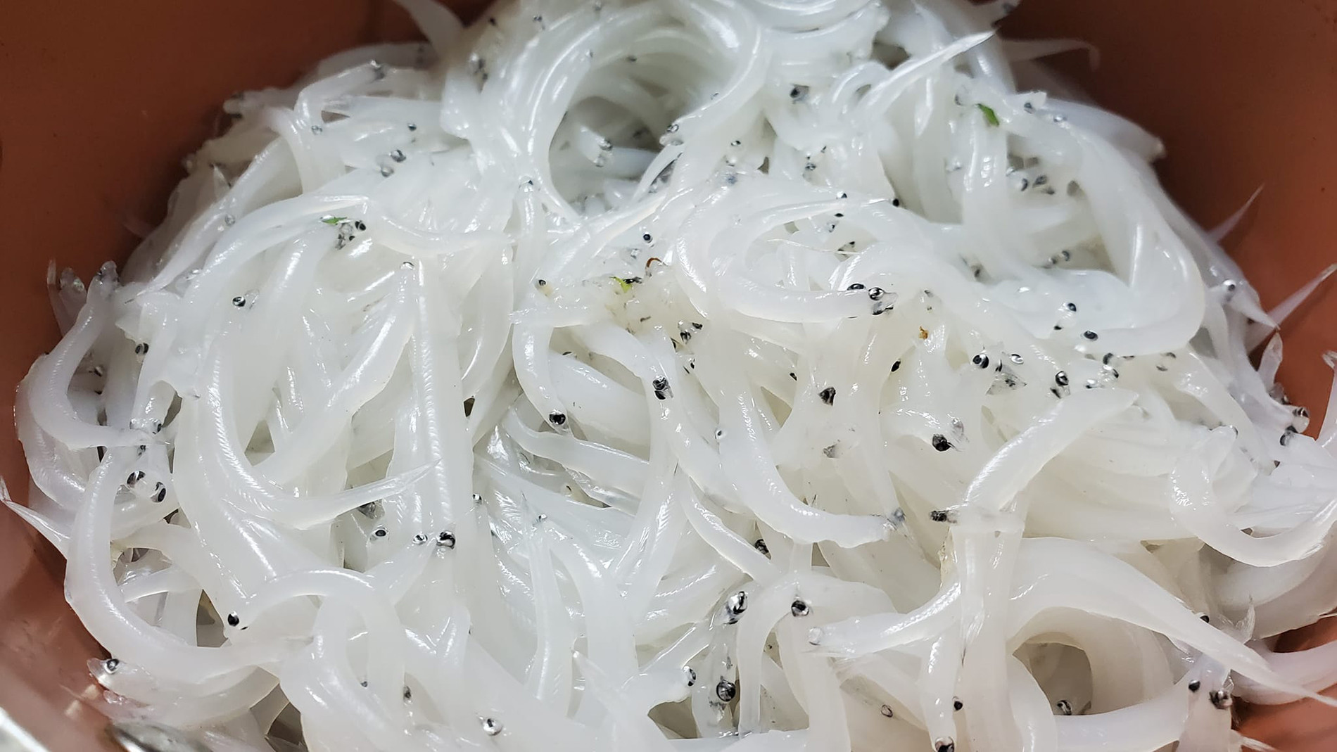 Cá ngần thường xuất hiện vào tháng 4-5. Ảnh: Song Anh DC
