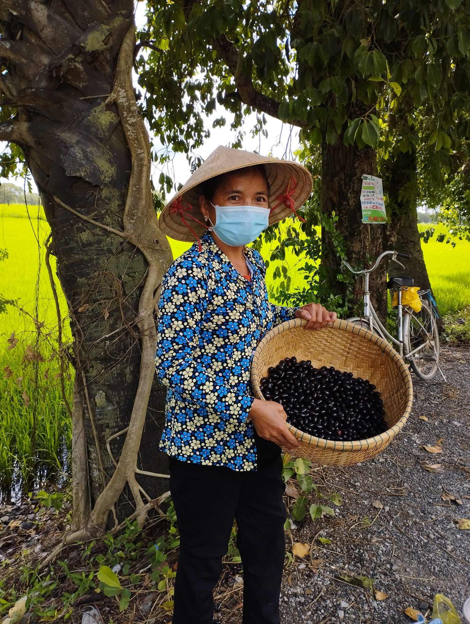 Cây trâm mọc thành hàng ven tỉnh lộ 943. Vào mùa trái chín, người dân bận rộn thu hái rồi ngồi bán ngay dưới gốc cây. Ảnh: Hoàng Dũng