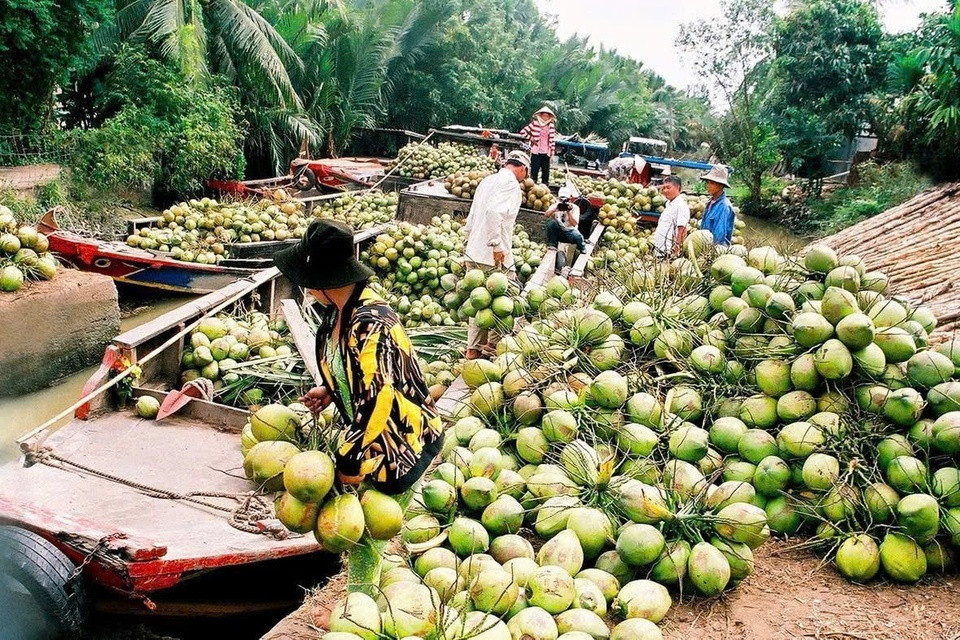Cơn sốt giá dừa toàn cầu cũng đẩy giá mặt hàng này tại Việt Nam lên mức kỷ lục. Ảnh: Bến Tre Tourism