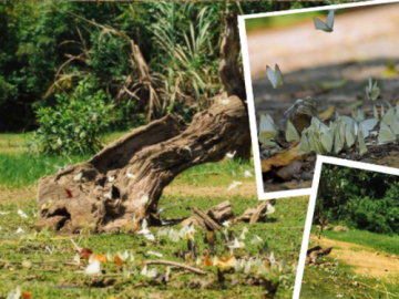 Tọa độ “chữa lành” đẹp như tiên cảnh: Vườn Quốc gia Cúc Phương mùa bướm trắng