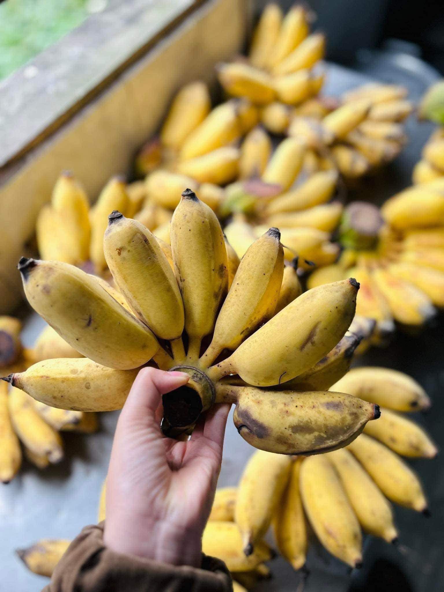 Chỉ với hơn hàng chục ngàn đồng, người tiêu dùng có thể mua 1 hoặc 1kg chuối.