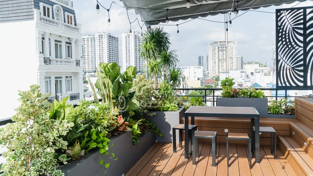 Chăm sóc cây ban công đương nhiên phải có kỹ thuật riêng, quan trọng nhất trong đó phải kể là kỹ thuật xoay chậu.