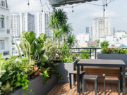 Trồng cây ban công: Chọn cây theo hướng nhà và các lưu ý