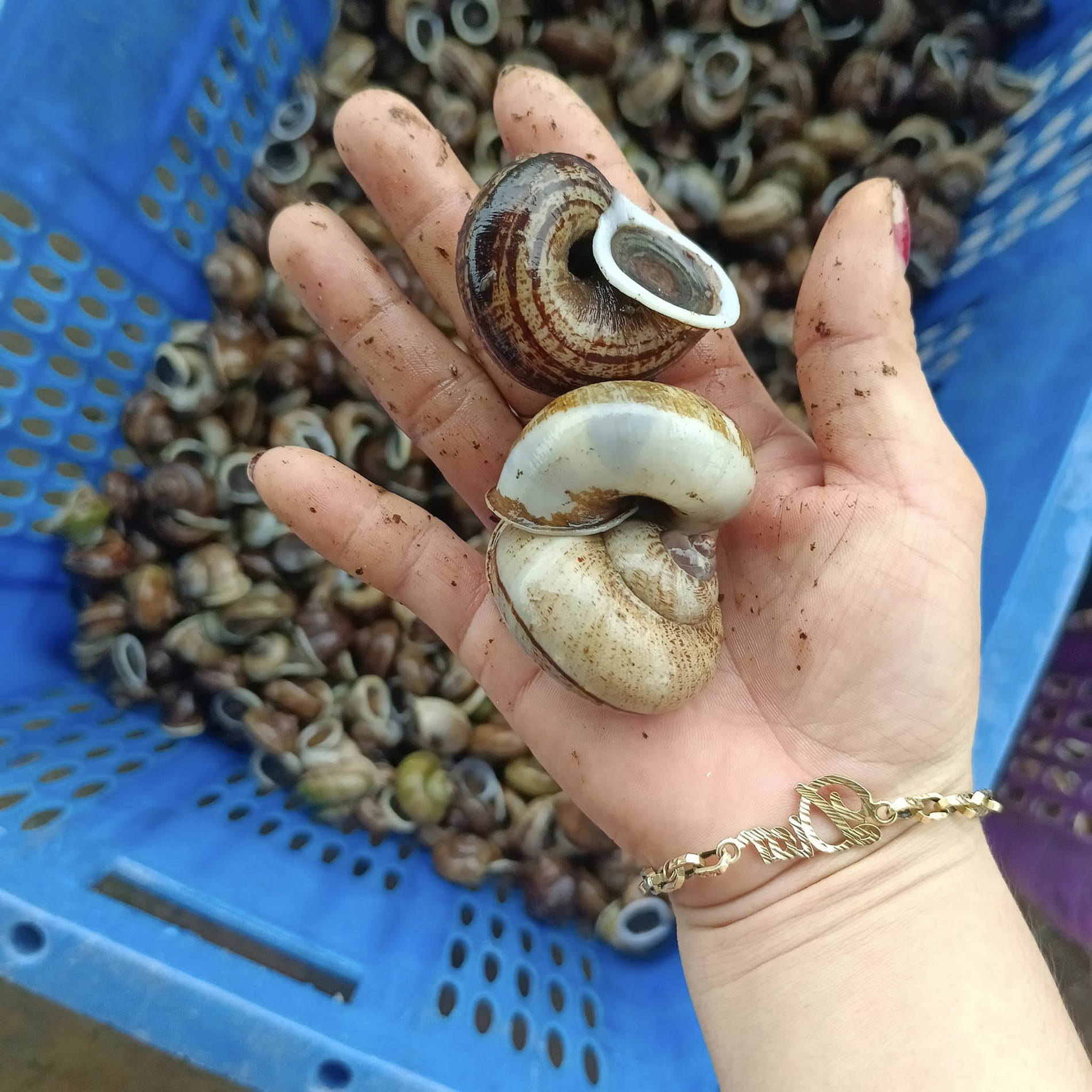 Vào mùa, ốc núi ở Ninh Bình có giá 70.000-100.000 đồng/kg. Ảnh: Phạm Xoan