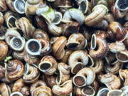 Lifestyle - Đặc sản mùa hè ở Ninh Bình ăn giòn sần sật, ngon hơn vào ngày mưa