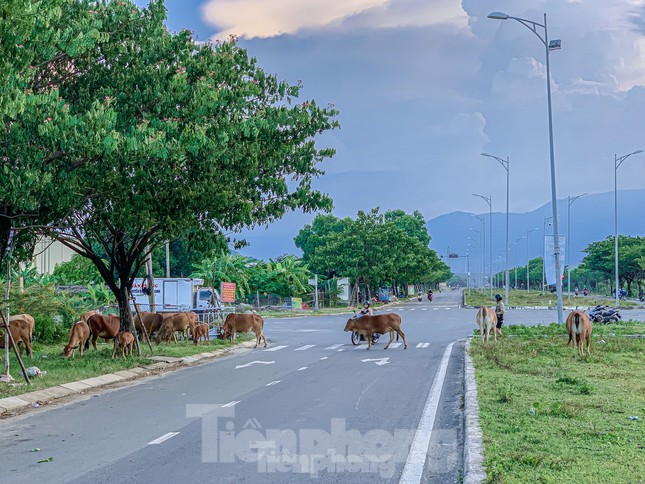 Bò thả rông trên nhiều tuyến đường gây nguy hiểm cho người tham gia giao thông.